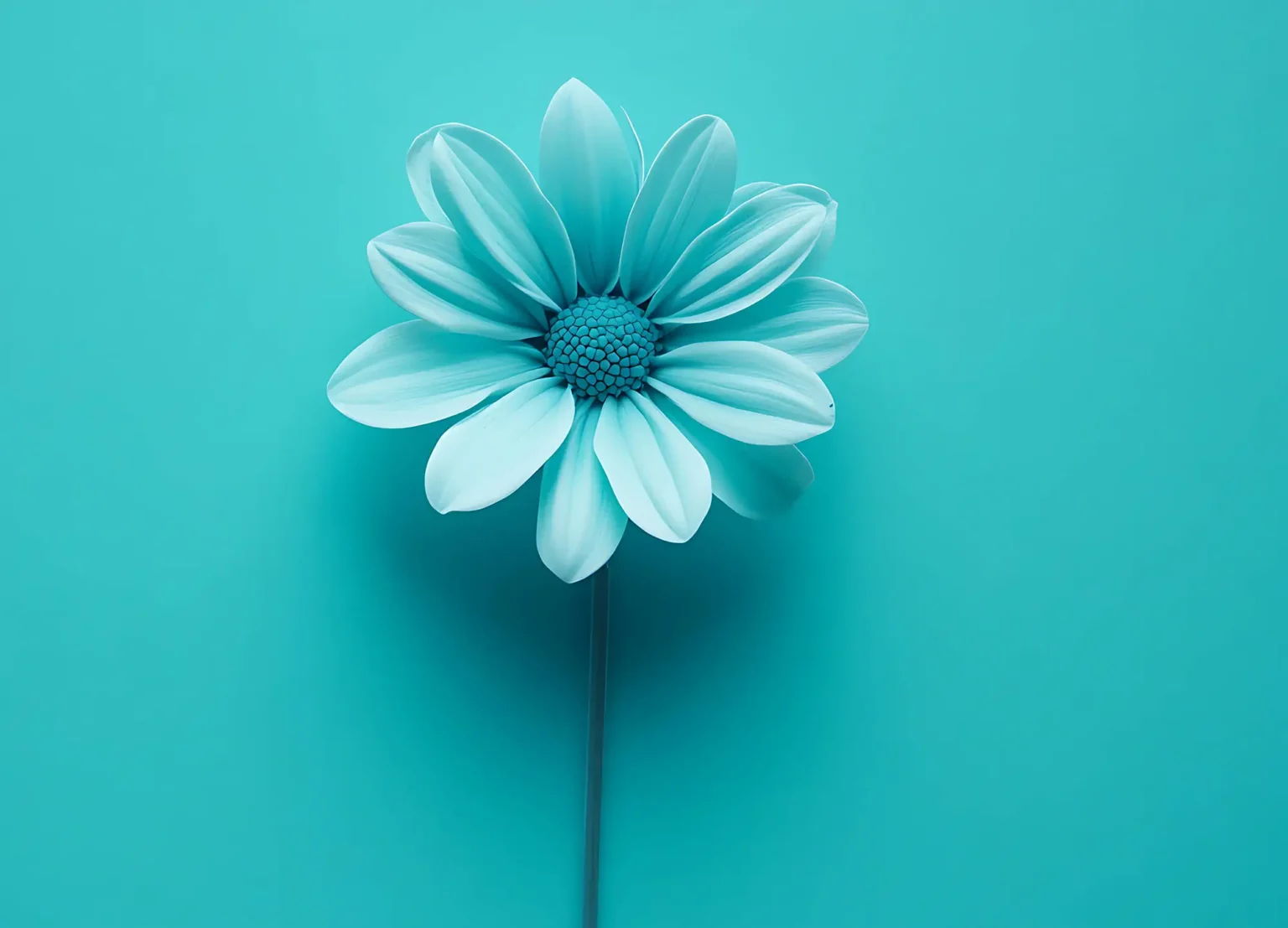 blue flower is blue background